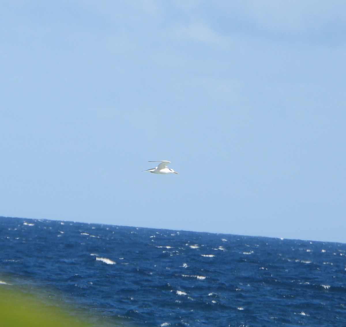 Королевская крачка - ML645894202