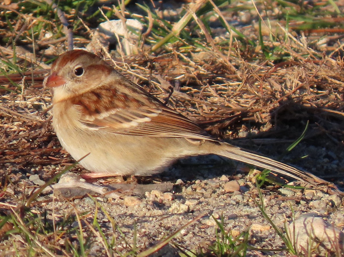 Полевая малая овсянка - ML645894203