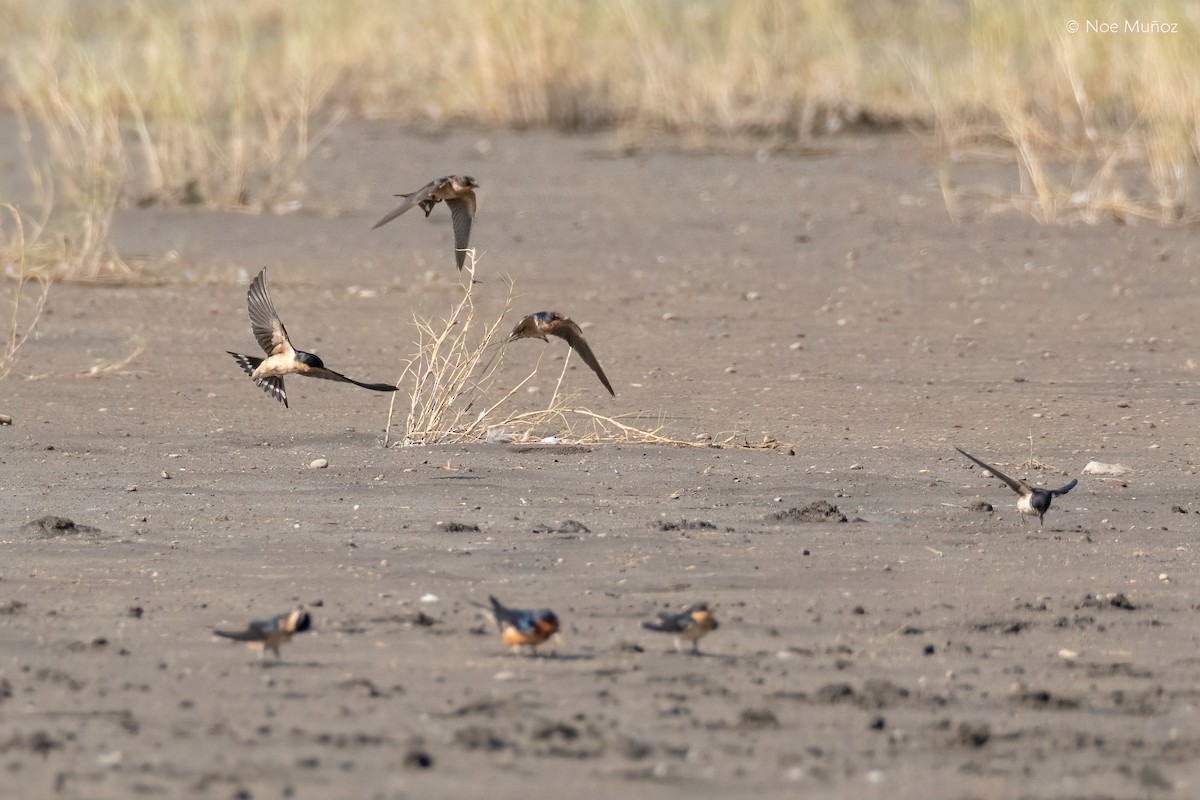 Ластівка сільська - ML645894204
