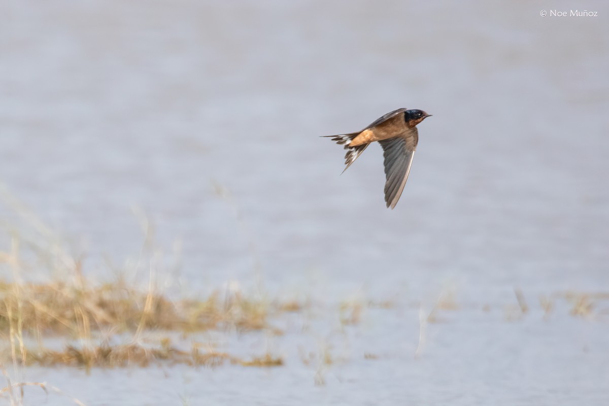 Ластівка сільська - ML645894206