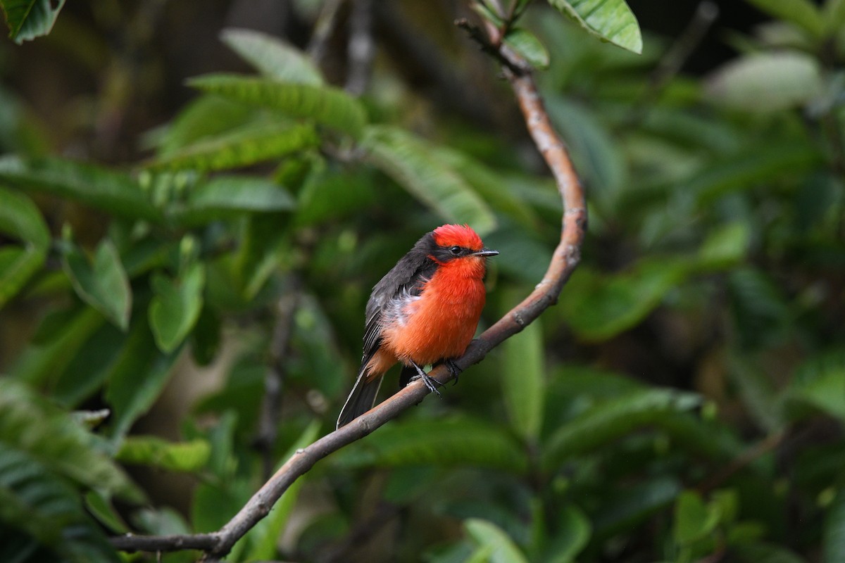 Галапагосский мухолов (nanus) - ML645894209