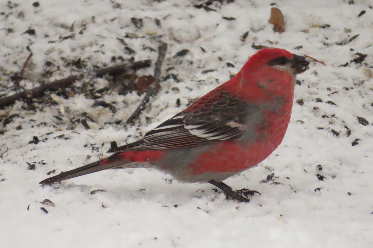 Pinu-gailupa - ML645894210