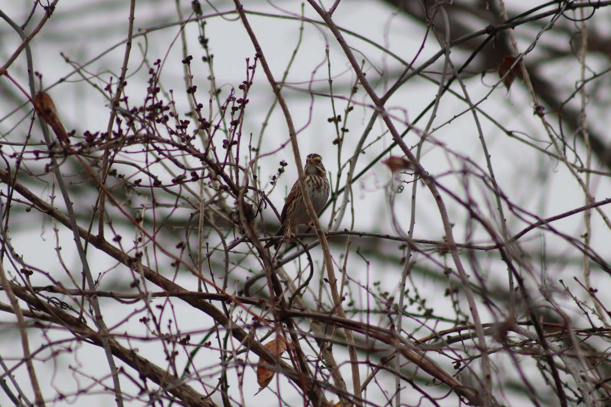 Savannah Sparrow - ML645894212