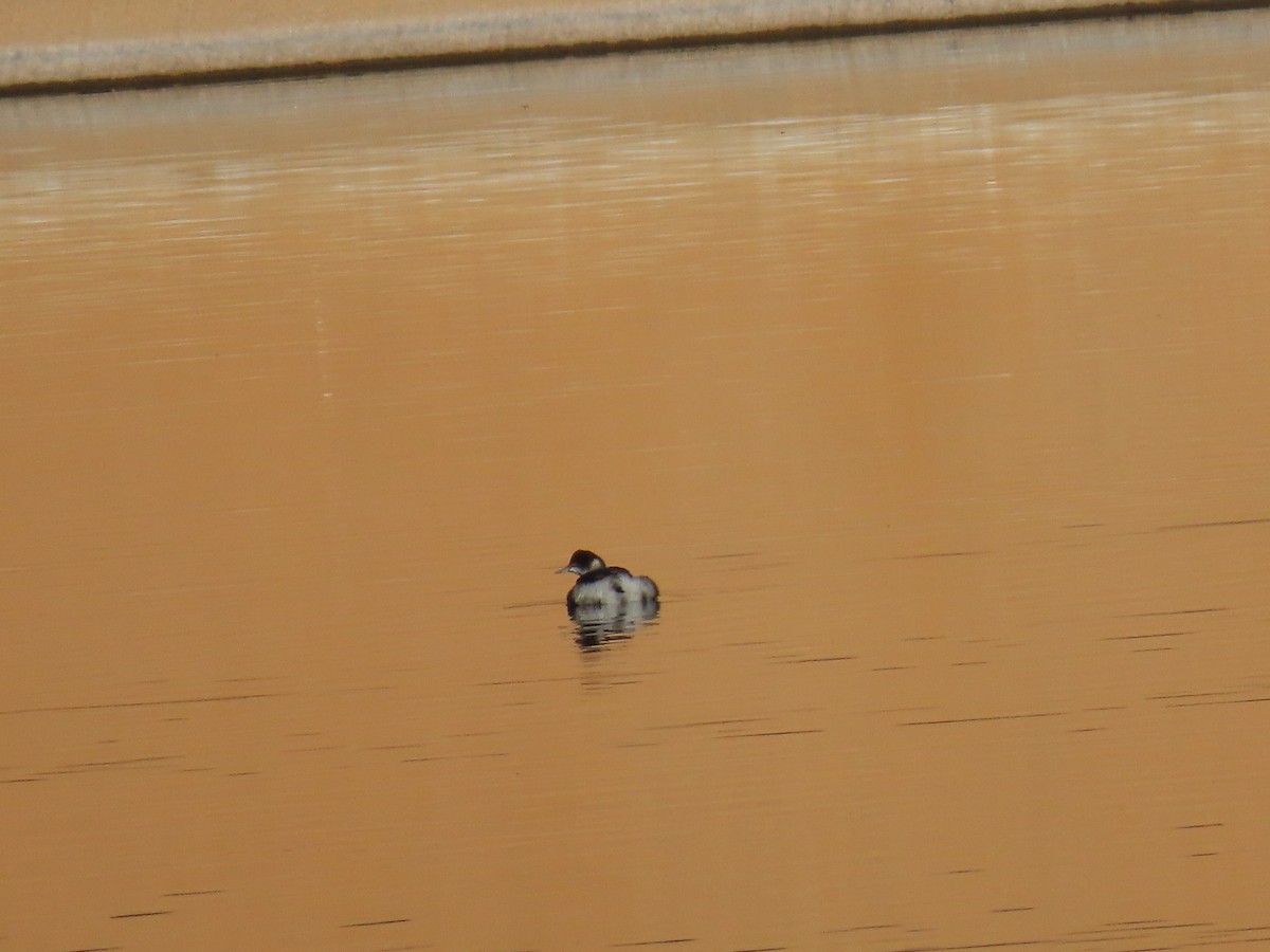 Eared Grebe - ML645894232