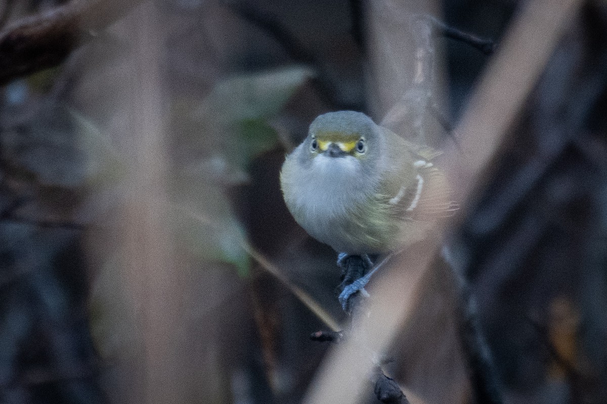 White-eyed Vireo - ML645894238