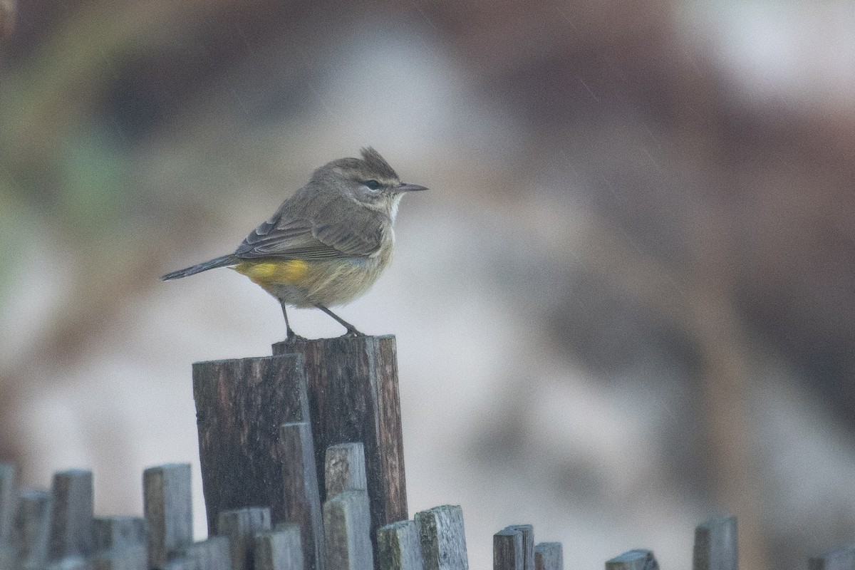 Palm Warbler (Western) - ML645894255