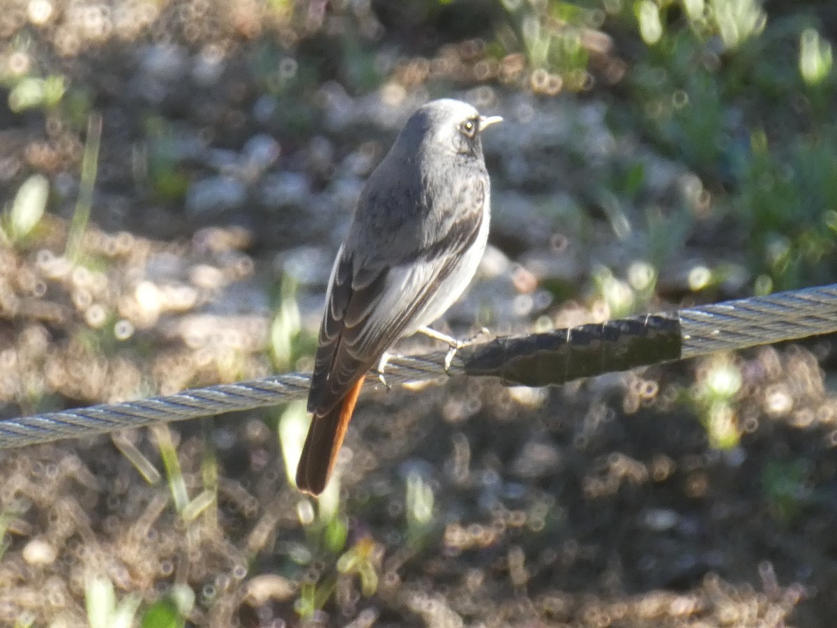Black Redstart - ML645894258