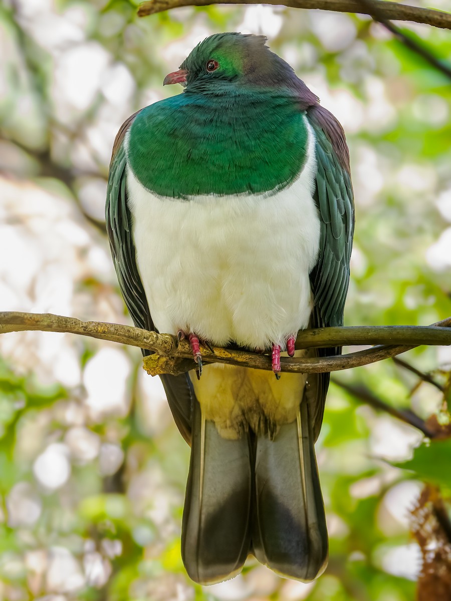 New Zealand Pigeon - ML645894259