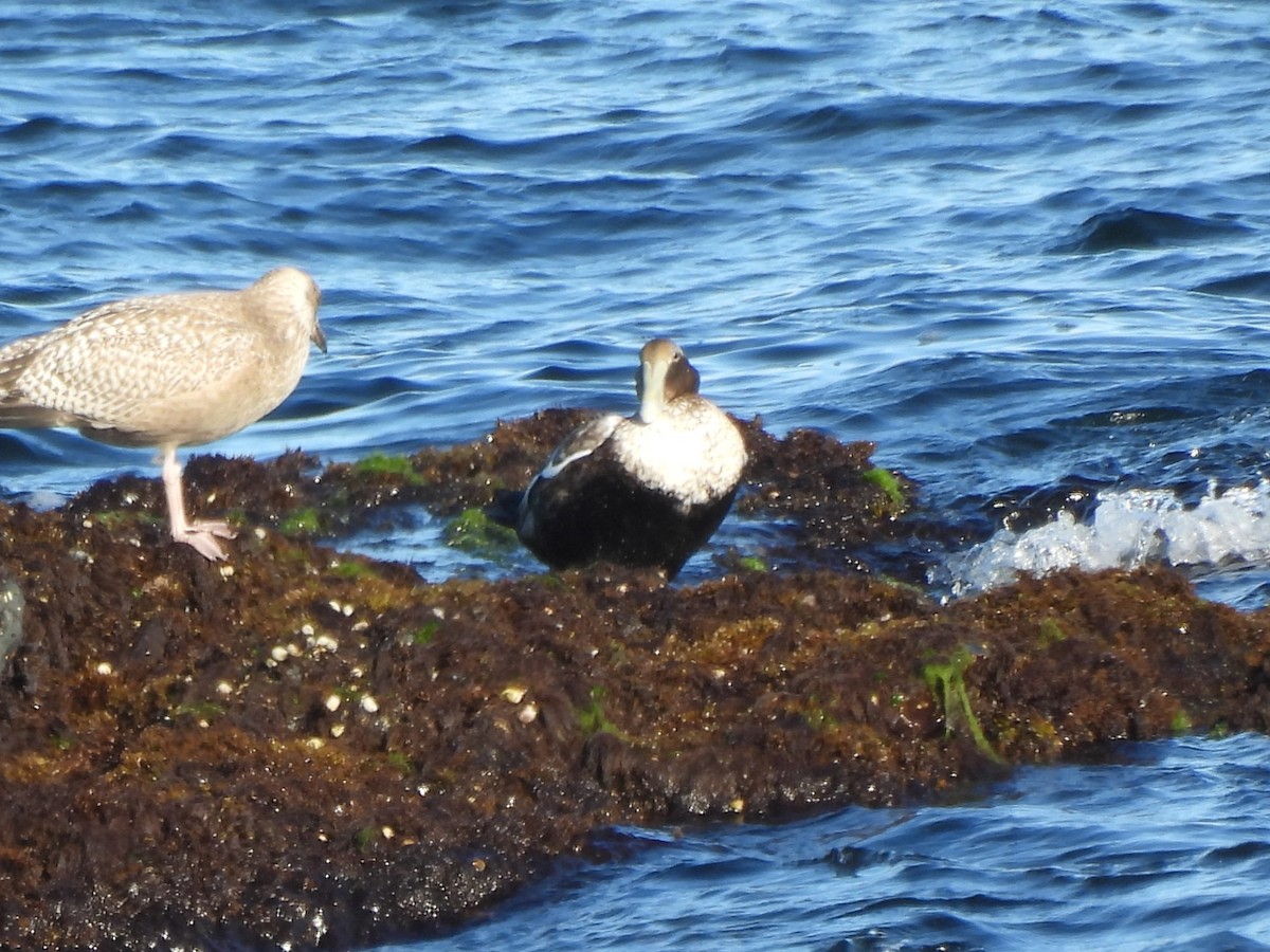 Edredone - ML645894260