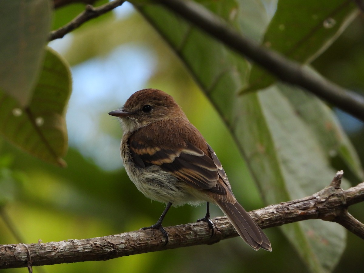 Mosquero Estriado - ML645894265
