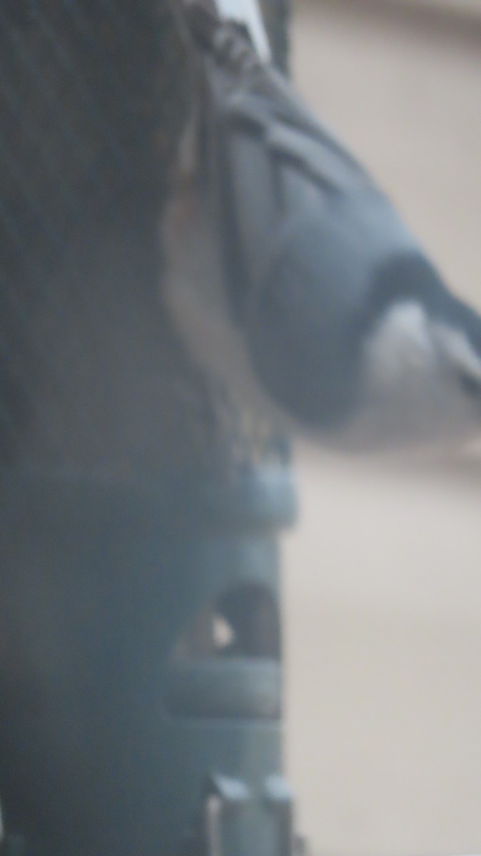 Trepador Pechiblanco - ML645894267