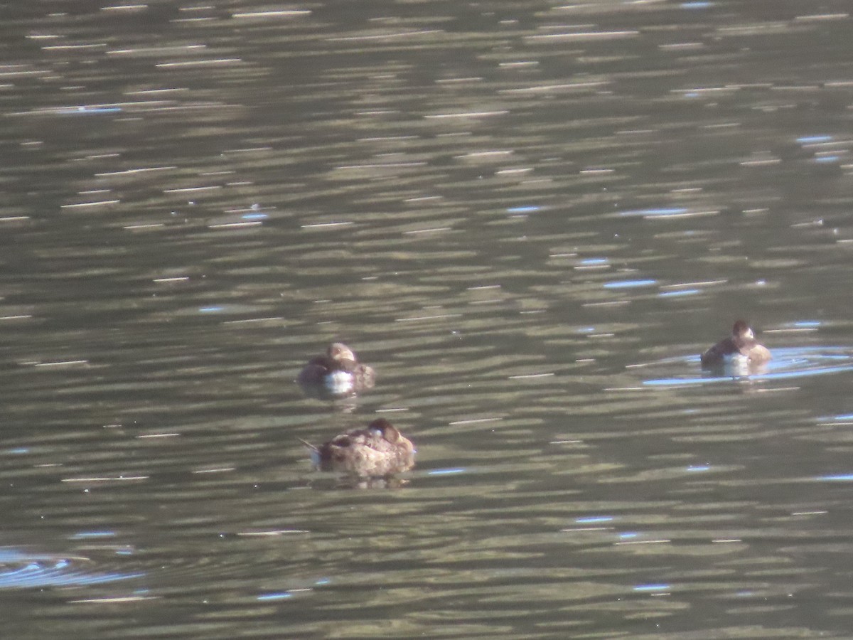 Porrón Bola - ML645894268