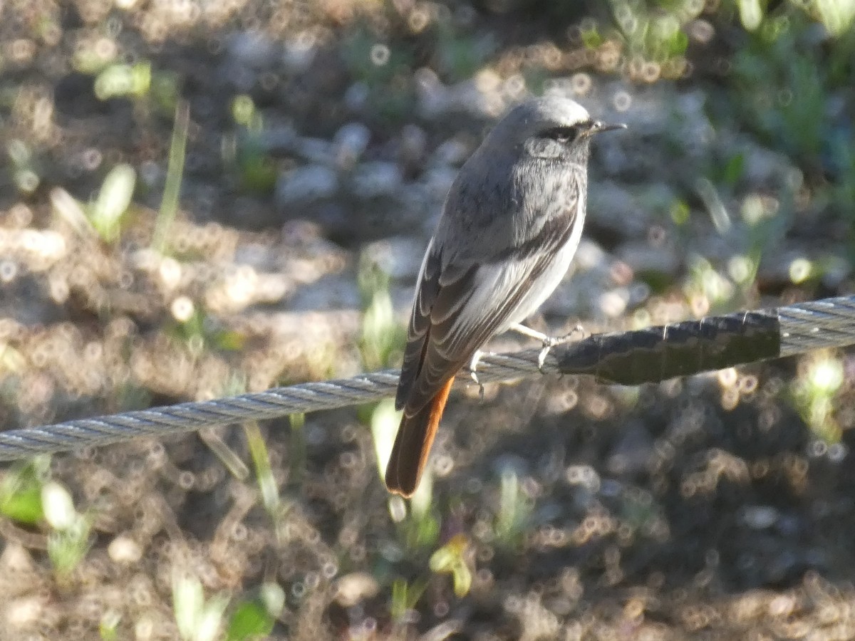 Colirrojo Tizón - ML645894269