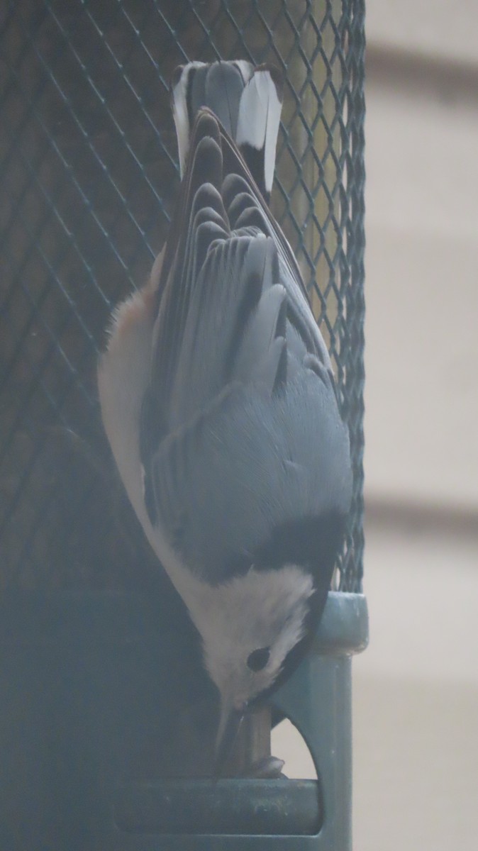 Trepador Pechiblanco - ML645894270