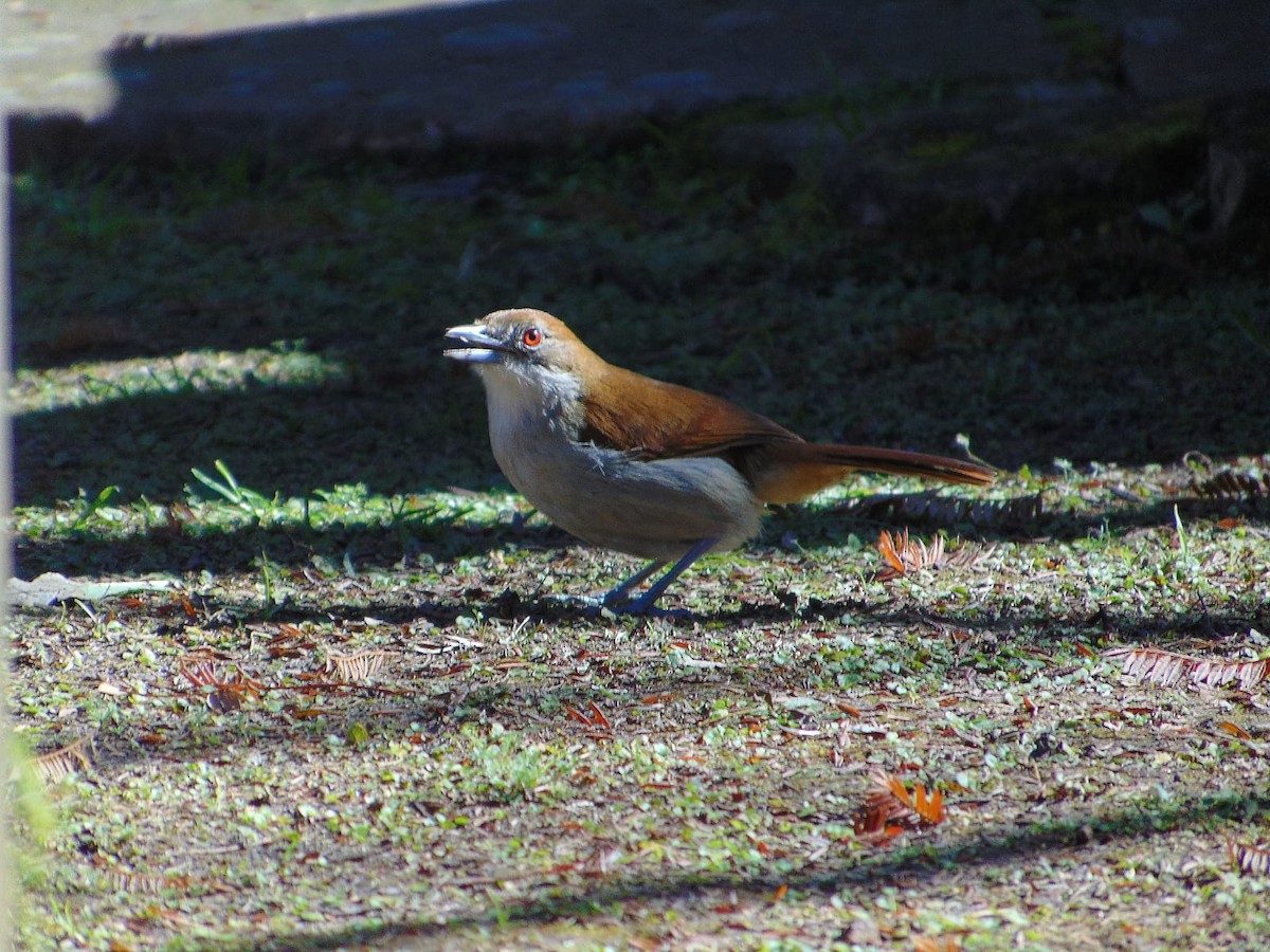 Batará Mayor - ML645894272