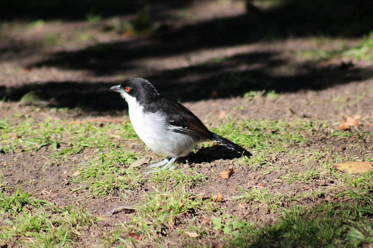 Batará Mayor - ML645894274