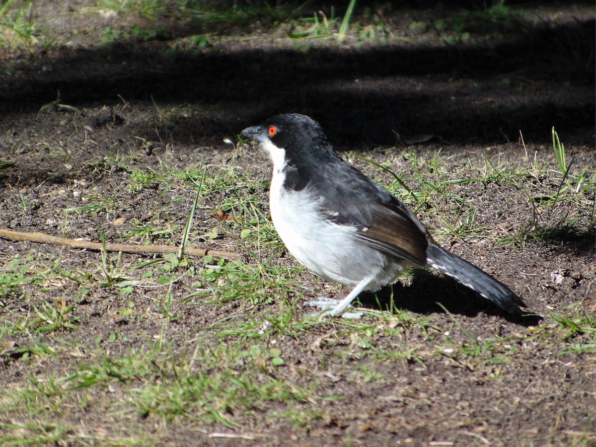Batará Mayor - ML645894275
