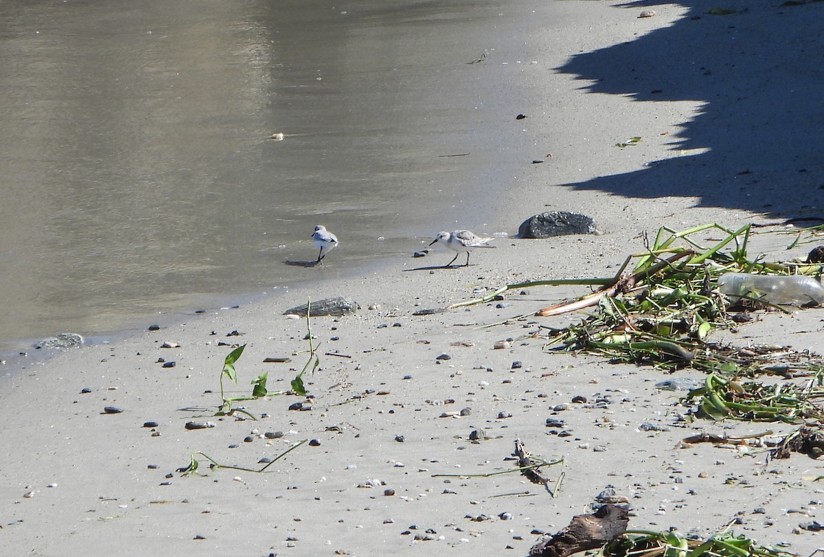Correlimos Tridáctilo - ML645894276