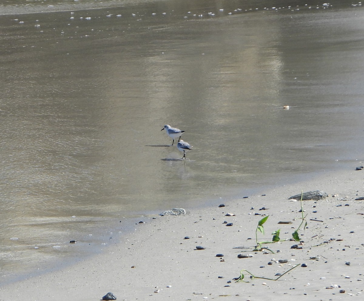 Correlimos Tridáctilo - ML645894277