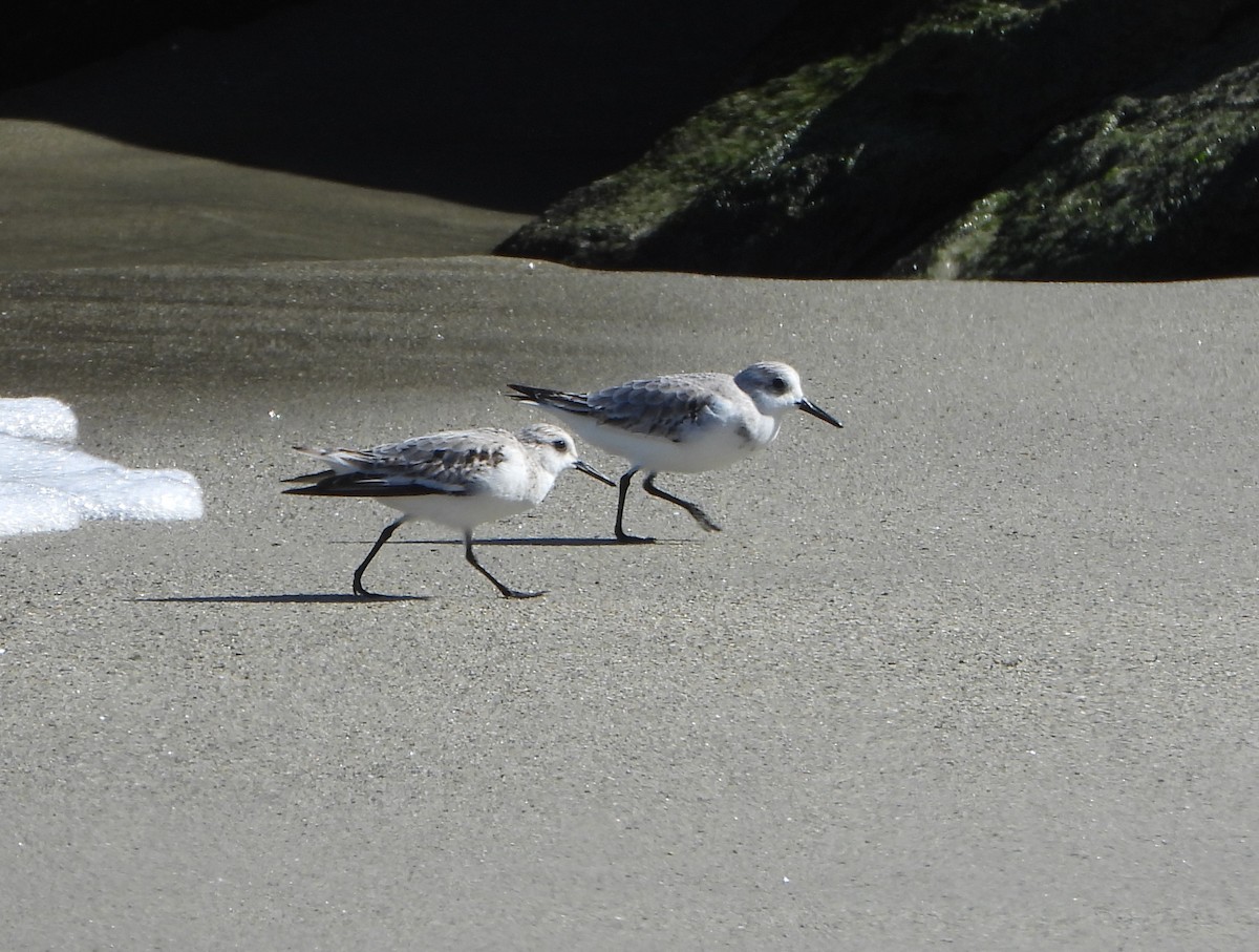 Correlimos Tridáctilo - ML645894278