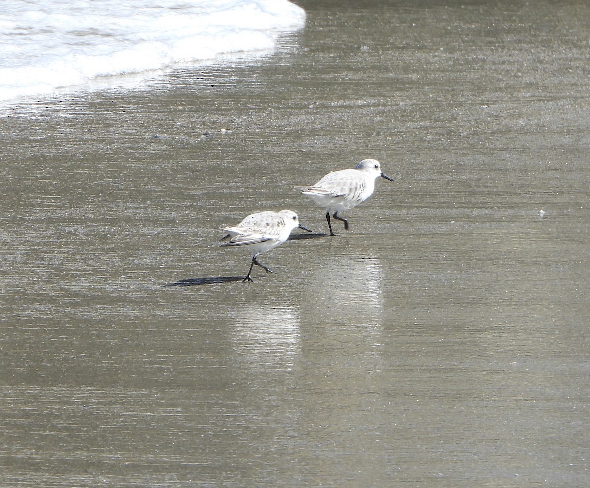 Correlimos Tridáctilo - ML645894279