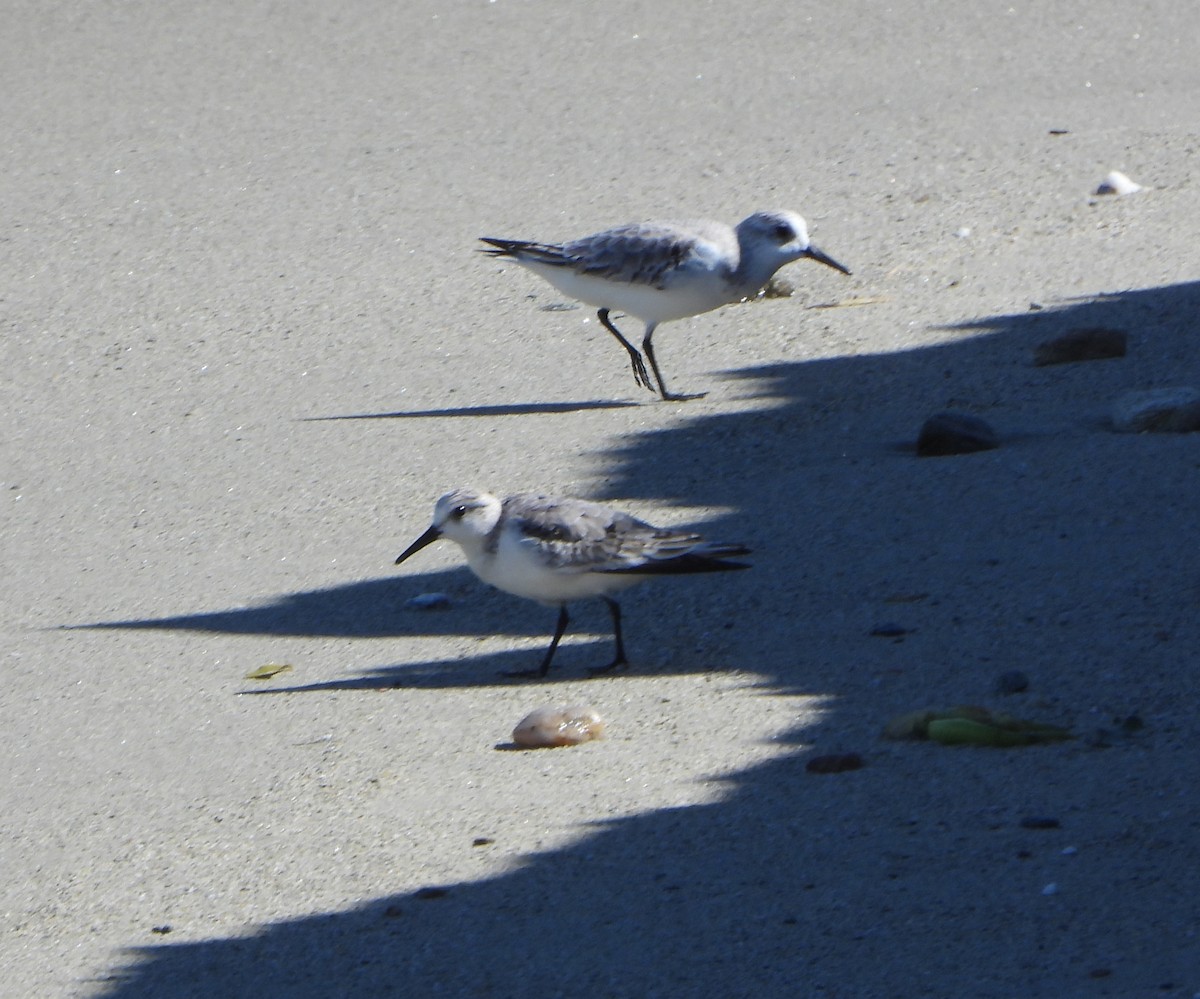 Correlimos Tridáctilo - ML645894280