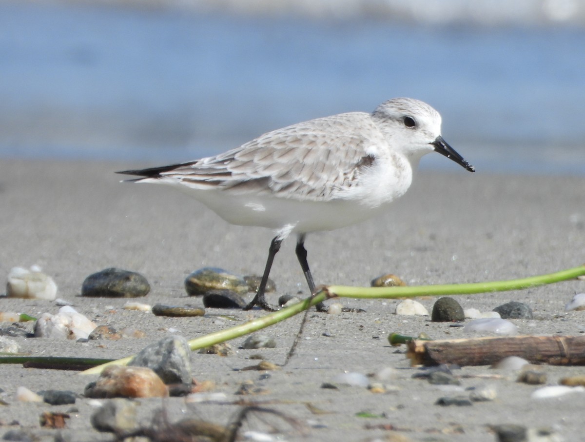 Correlimos Tridáctilo - ML645894282