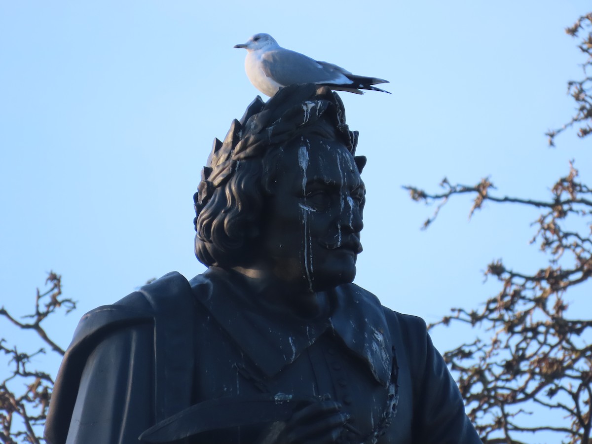 Gaviota Cana - ML645894286