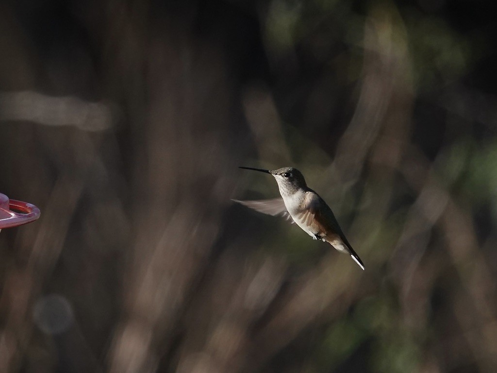 Broad-tailed Hummingbird - ML645894289