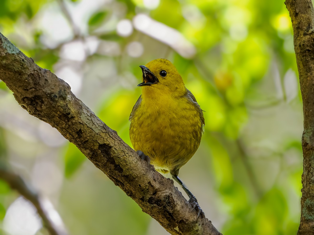 Mohoua Cabecigualda - ML645894290