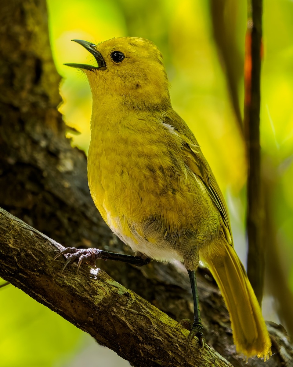 Mohoua Cabecigualda - ML645894291