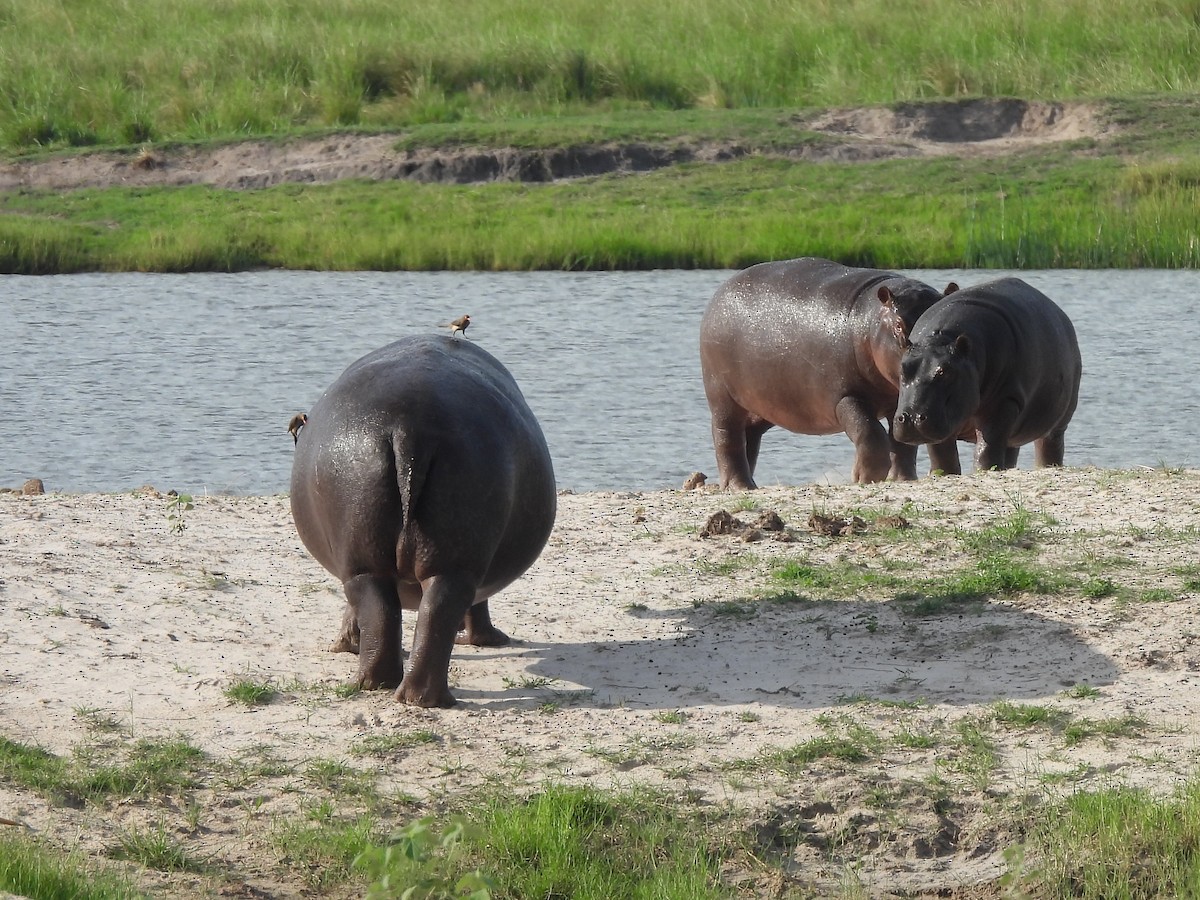 Picabueyes Piquirrojo - ML645894292