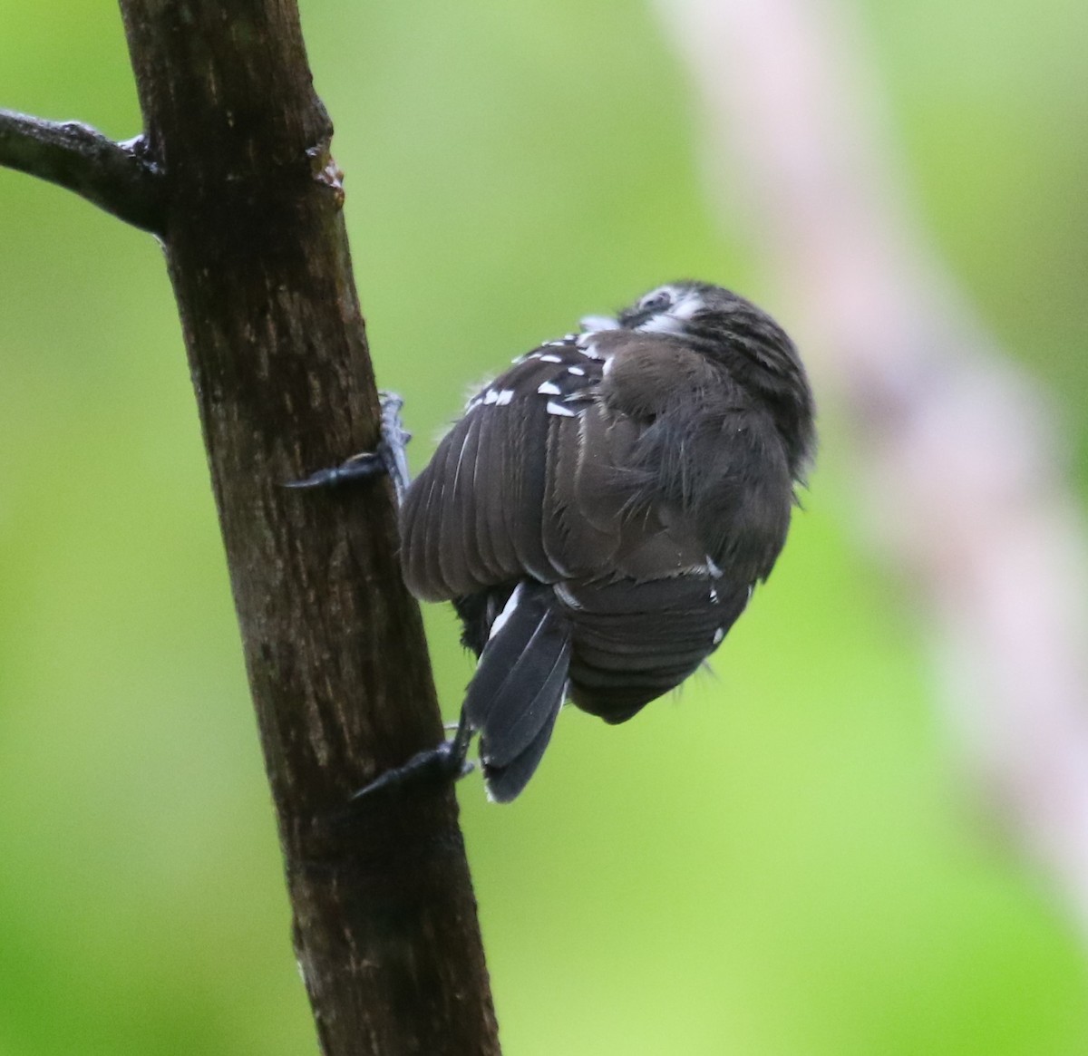Hormiguerito Coicorita Sureño - ML645894293