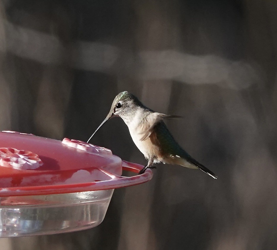 Broad-tailed Hummingbird - ML645894294