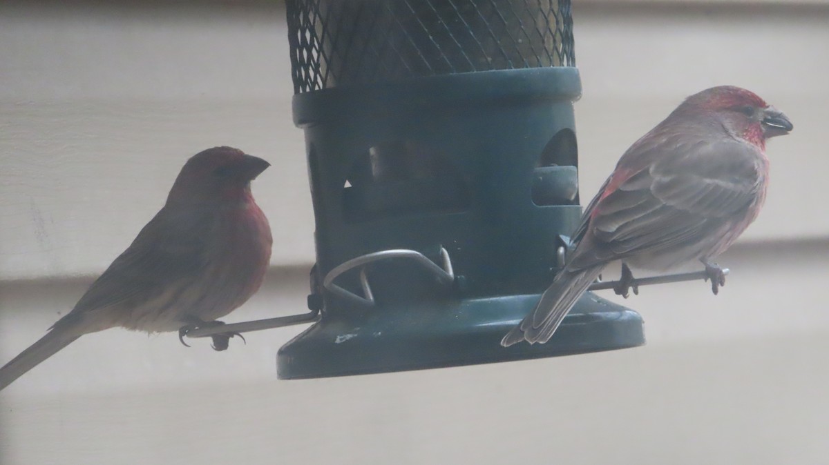 Camachuelo Mexicano - ML645894295