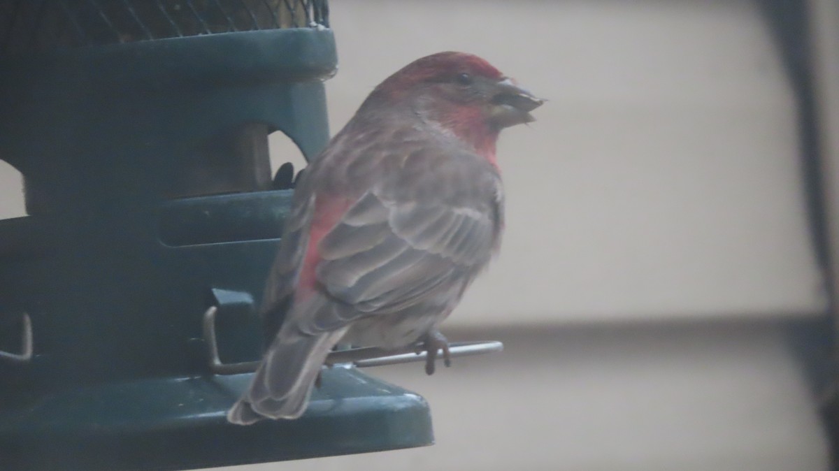 Camachuelo Mexicano - ML645894297