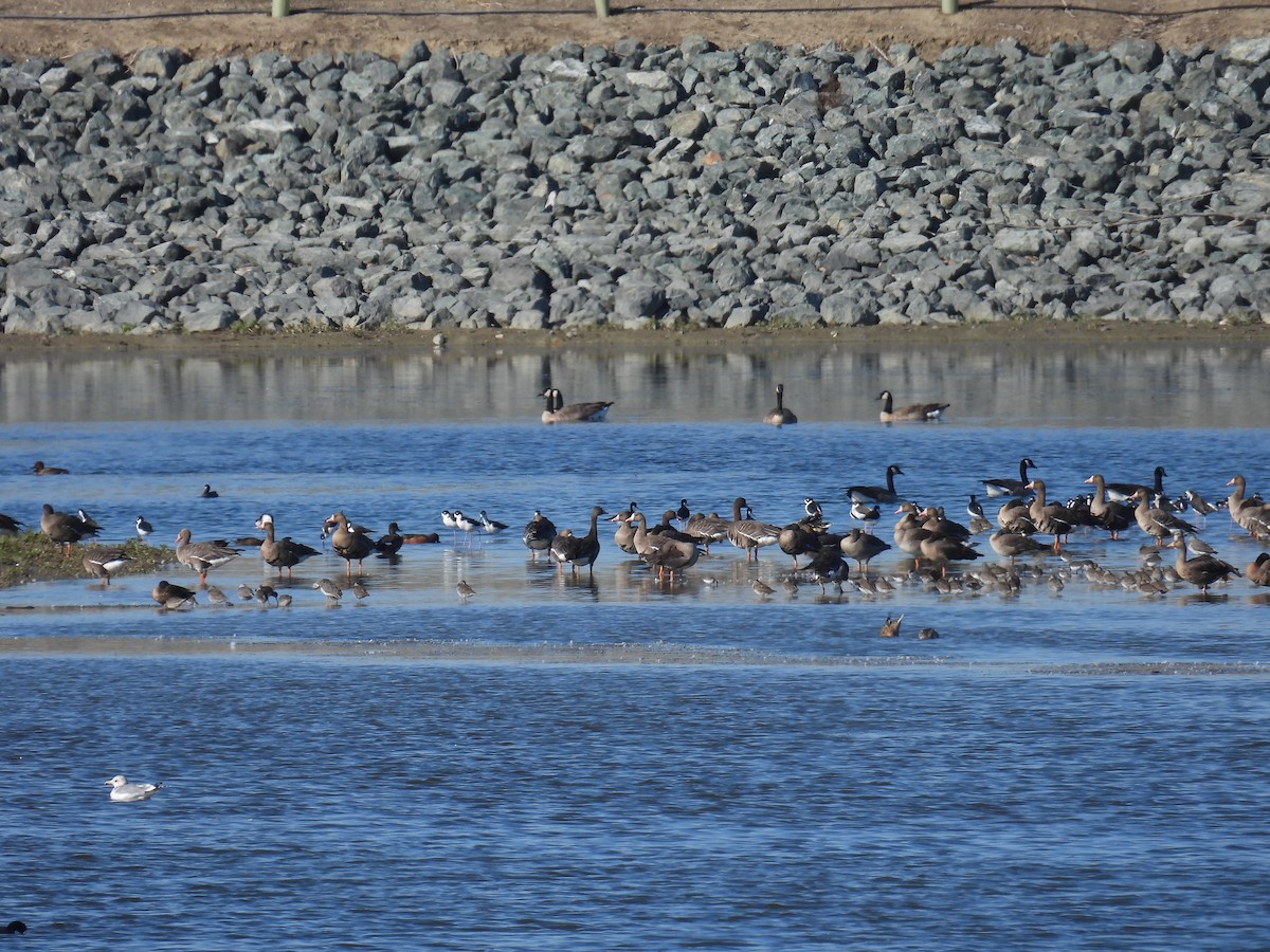 Cerceta Colorada - ML645894298