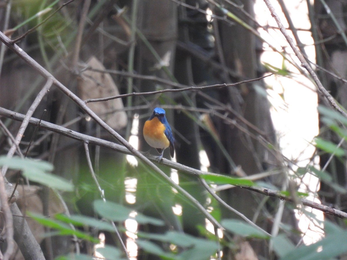 Papamoscas de Tickell - ML645894300