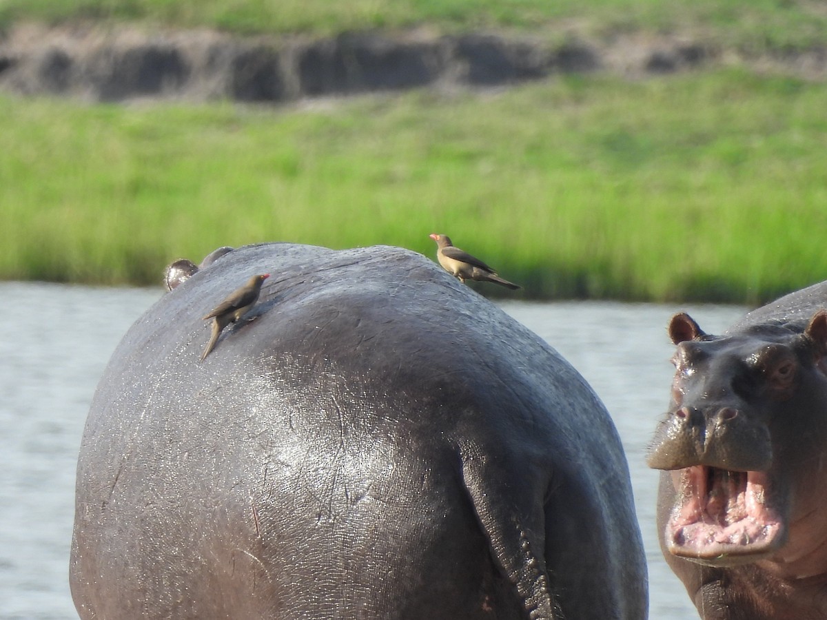 Red-billed Oxpecker - ML645894305