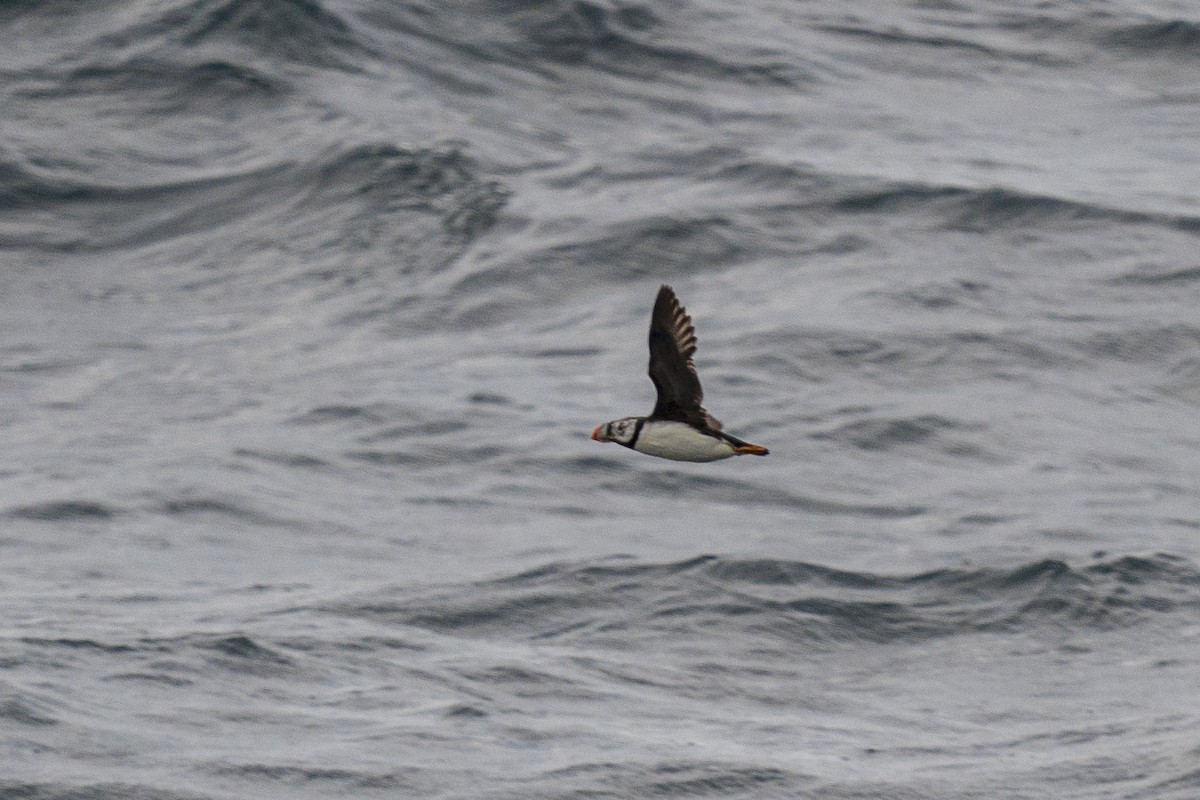 Horned Puffin - ML645894307