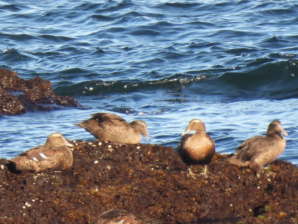 Edredone - ML645894308