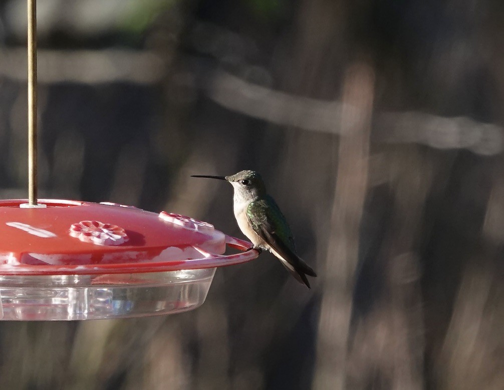 Broad-tailed Hummingbird - ML645894309