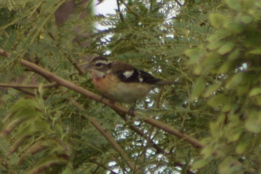 dlaskovec růžovoprsý - ML645894310