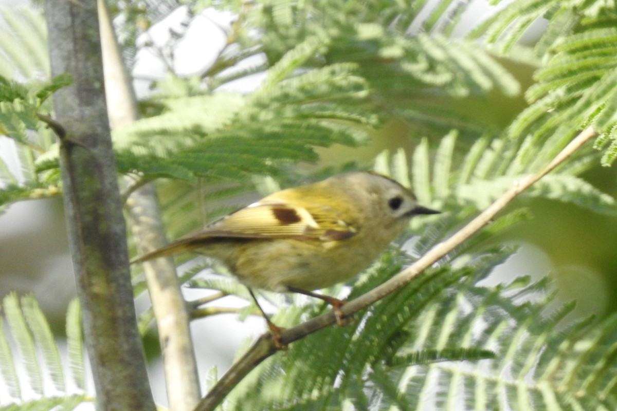 戴菊鳥 - ML645894312