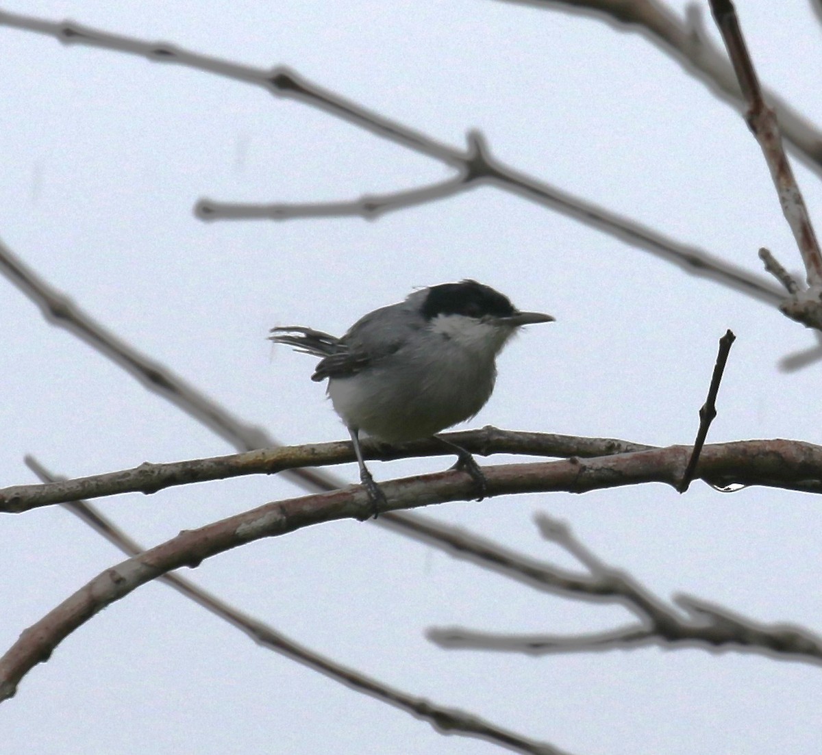 Tropical Gnatcatcher (innotata) - ML645894313