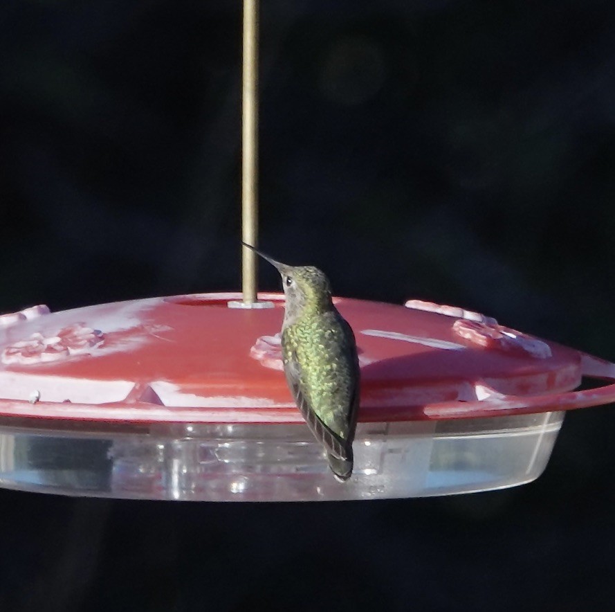 Broad-tailed Hummingbird - ML645894314