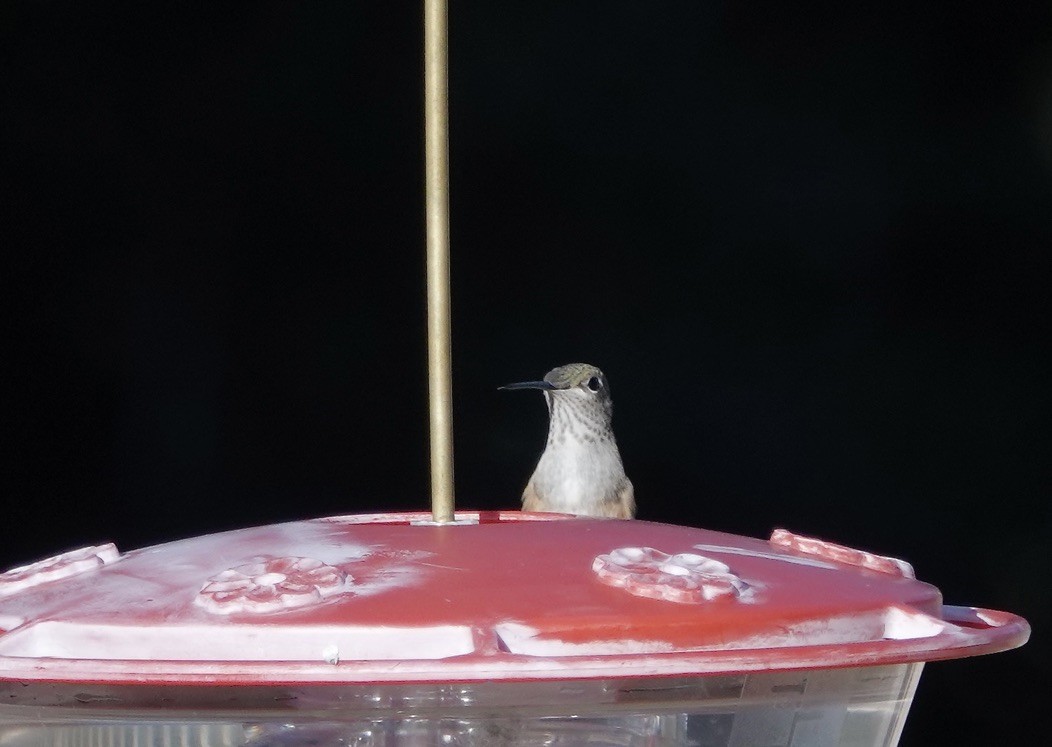 Broad-tailed Hummingbird - ML645894319