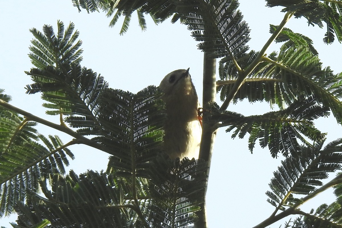 戴菊鳥 - ML645894321