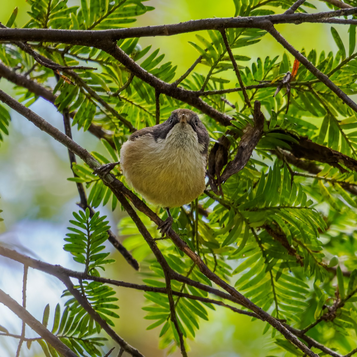 Pipipi - ML645894328