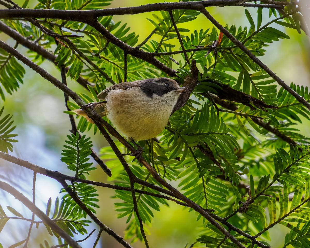 Pipipi - ML645894329